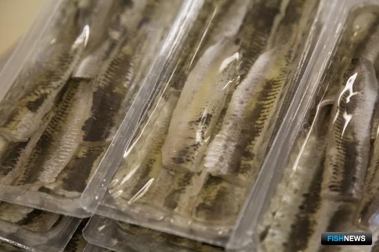 Рыбопереработчики опасаются потерять рынок Рыбопереработчики опасаются потерять рынок