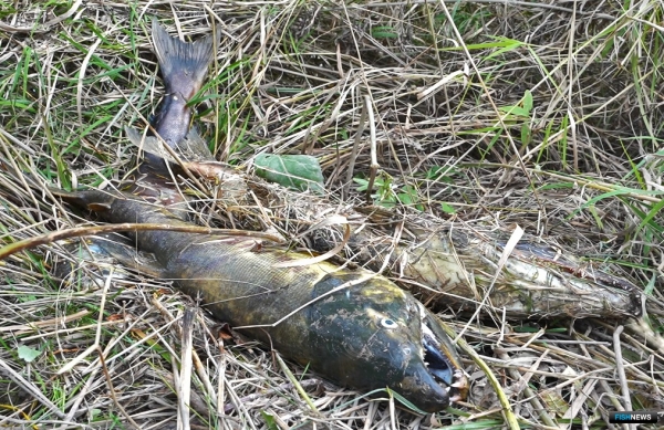 Нерест на &laquo;Земле леопарда&raquo; сторожат беспилотники