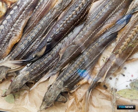 Заявкам на провоз осетровых готовят &laquo;одно окно&raquo;