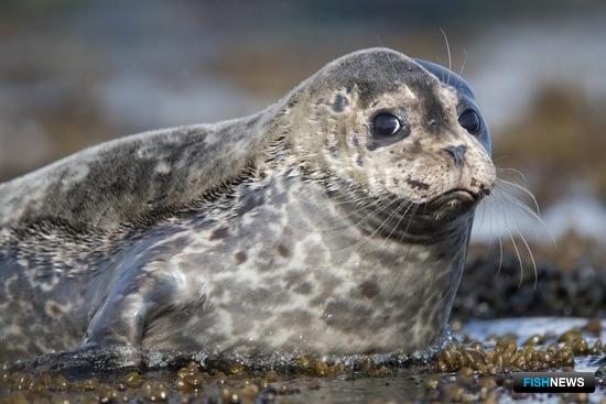Антуры показали ученым свою привязанность к Командорам