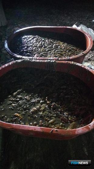 Браконьерские хозяйства Путятина прошерстили пограничники