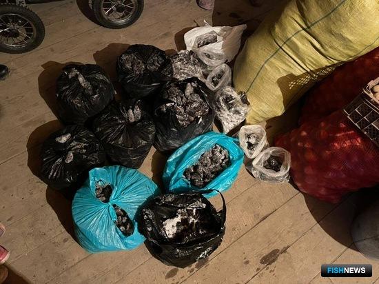 Браконьерские хозяйства Путятина прошерстили пограничники