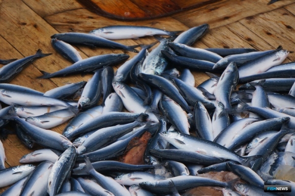 Наука обновила данные о запасах дальневосточных морей Наука обновила данные о запасах дальневосточных морей