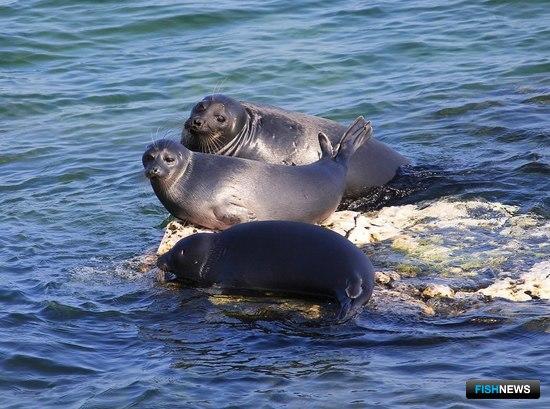 На Байкале считают нерпу