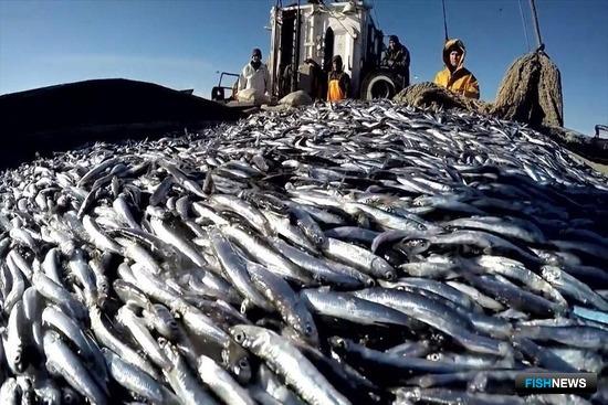 Рыбаки Дагестана налегают на кильку