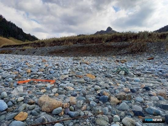 Кете Кунашира расчищают дорогу на нерест Кете Кунашира расчищают дорогу на нерест