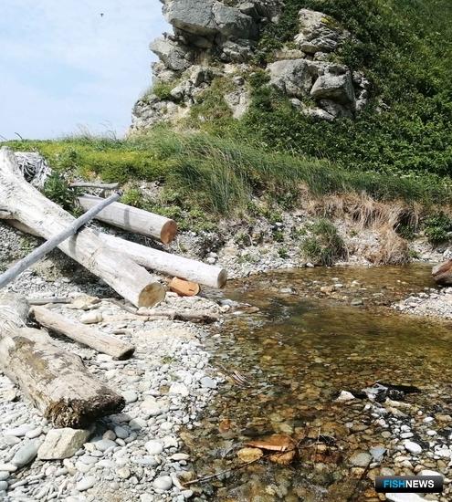 Кете Кунашира расчищают дорогу на нерест Кете Кунашира расчищают дорогу на нерест