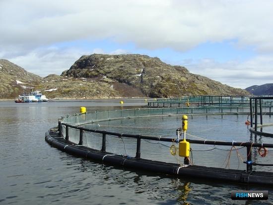 Отечественный лосось закрыл импортную нишу Отечественный лосось закрыл импортную нишу