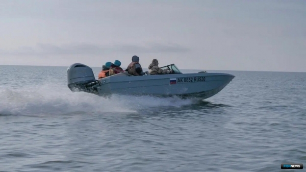 Каспийскому тюленю разработают план спасения Каспийскому тюленю разработают план спасения