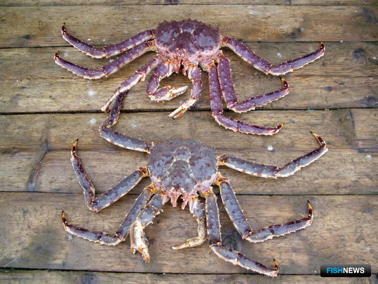 На Северном бассейне получили добавку по крабам