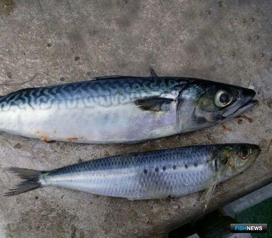 Приморье взяло 60 тыс. тонн иваси