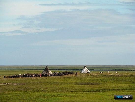 Коренным жителям Сибири помогут подготовиться к промыслу Коренным жителям Сибири помогут подготовиться к промыслу