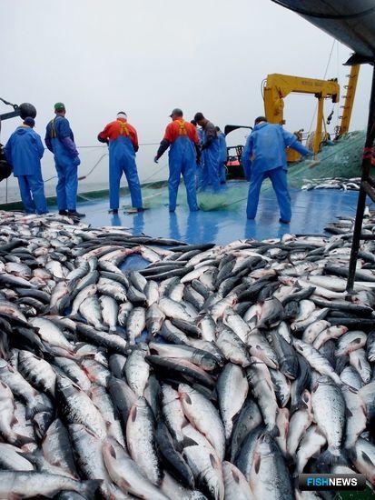 Лососевые квоты не пойдут на аукцион