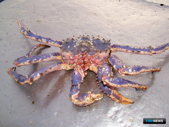 Росрыболовству пополнили список полномочий Росрыболовству пополнили список полномочий