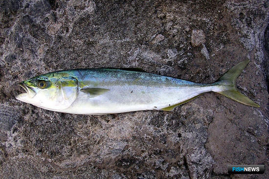 Япония хочет нарастить экспорт желтохвоста