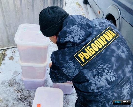 Во Внуково перехватили три центнера икры с Чукотки
