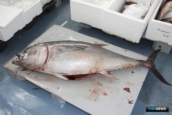 За тунцовый экспорт придется платить За тунцовый экспорт придется платить