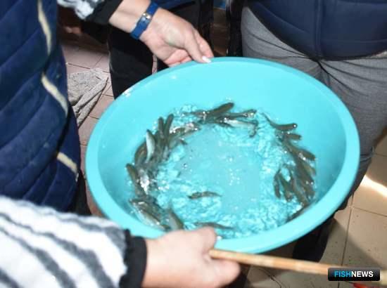 АзНИИРХ провел эксперимент с молодью пиленгаса АзНИИРХ провел эксперимент с молодью пиленгаса