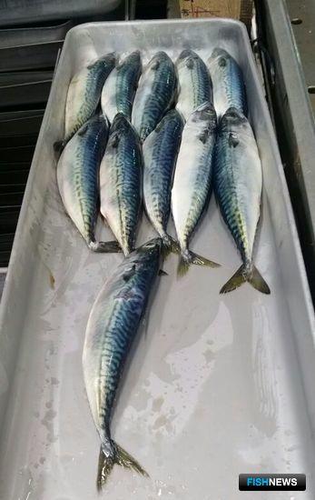 Рыбакам установили объемы &laquo;неодуемых&raquo; на будущий год