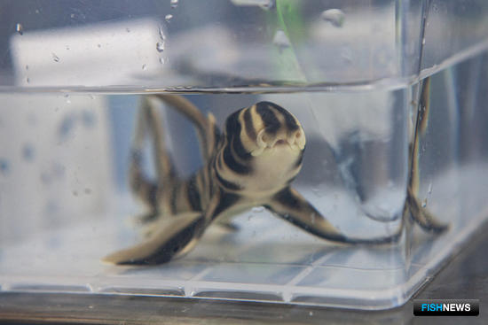 Уникальный акуленок появился на свет в Приморском океанариуме