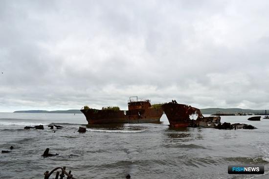 Россия вступает в ряды участников Найробийской конвенции Россия вступает в ряды участников Найробийской конвенции
