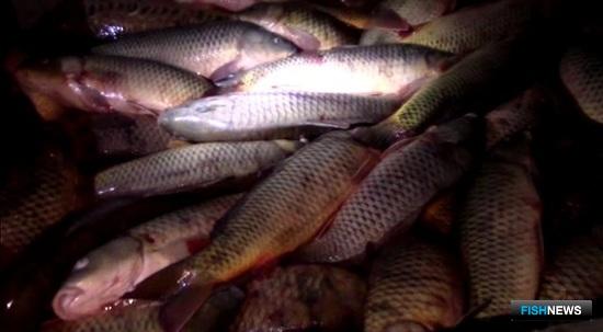 Калмыцкий сазан не доехал до Северной Осетии Калмыцкий сазан не доехал до Северной Осетии