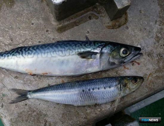 Под топливные субсидии определили районы и объекты промысла Под топливные субсидии определили районы и объекты промысла