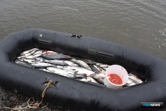 На Чукотке расследуют дело о браконьерстве с участием КМНС