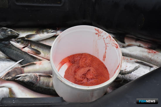 На Чукотке расследуют дело о браконьерстве с участием КМНС