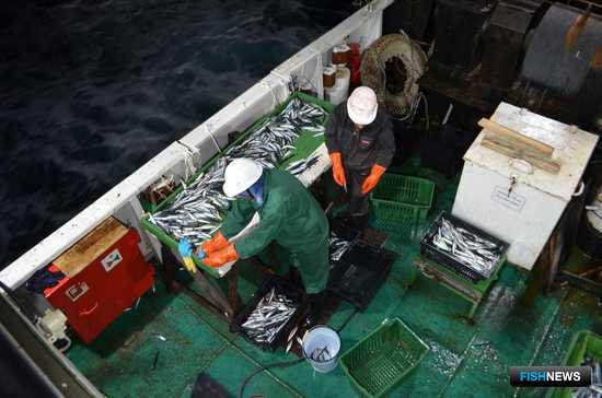 Ученые собрали данные о рыбных запасах в районе Марокко