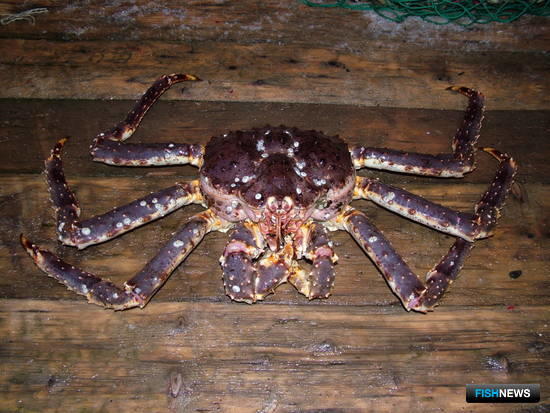 Предприятия Северного бассейна получили крабовые квоты под инвестиции