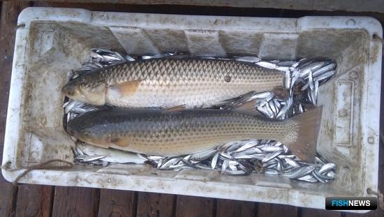 Наука оценит ресурсы пиленгаса в Азовском море Наука оценит ресурсы пиленгаса в Азовском море