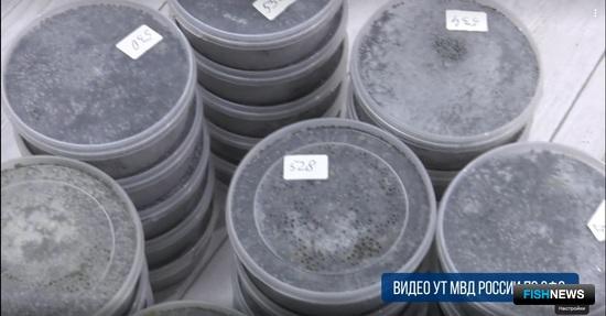 Жительницы Новосибирска погорели на осетровой икре