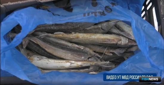 Жительницы Новосибирска погорели на осетровой икре