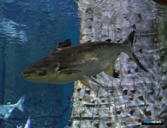 Вьетнам рассчитывает на рост экспорта пангасиуса