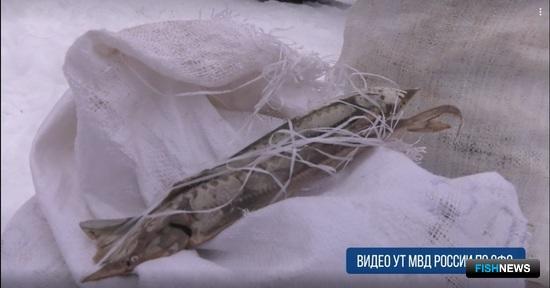 Жительницы Новосибирска погорели на осетровой икре