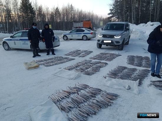 Рыбоохрана Югры задержала богатый улов