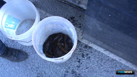 Трепанговых браконьеров в Приморье ловят на дорогах