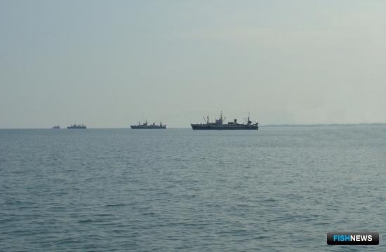 В рыбной отрасли запланировали цифровую трансформацию