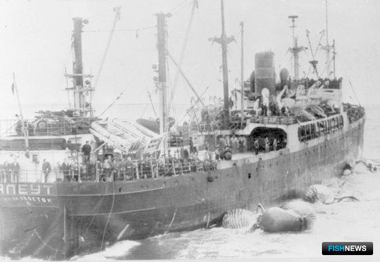 Охоту на китов поставили вне закона