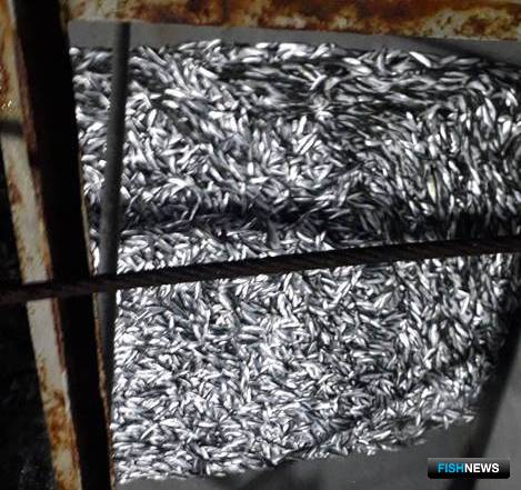 Каспийское рыболовство меняет акценты