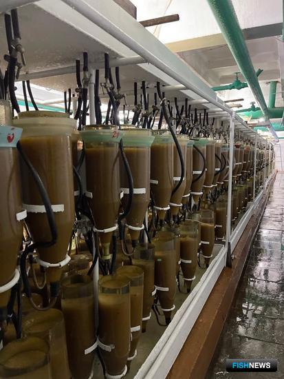 Омулю готовят свежее пополнение