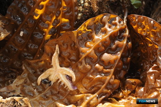 Южная Корея инвестирует в оздоровление моря Южная Корея инвестирует в оздоровление моря