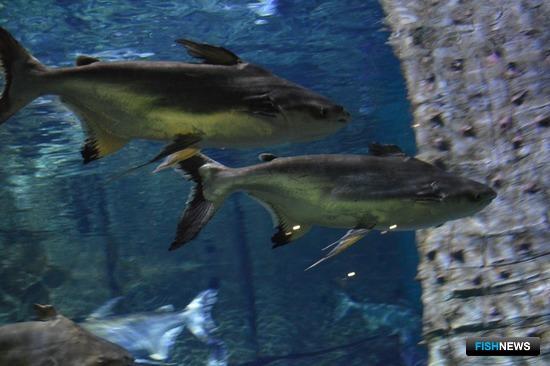 Вьетнам увеличил выручку от торговли рыбой