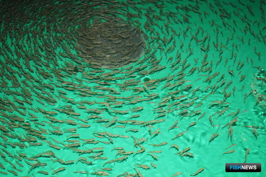 Камчатские рыбоводы готовят мальков к весенним выпускам Камчатские рыбоводы готовят мальков к весенним выпускам