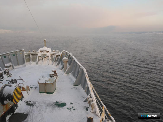 Российские и норвежские ученые оценят рыбные ресурсы Баренцева моря