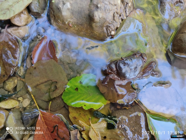 Остался без дома: специалисты заявили о проблеме реликтового краба