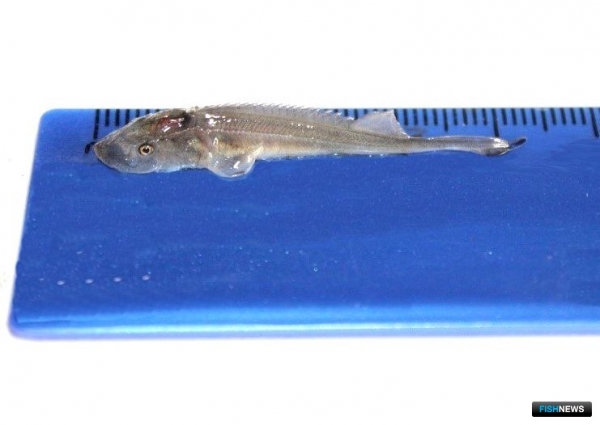 Байкальская рыба проходит диспансеризацию