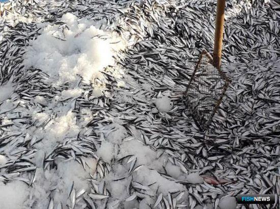 Каспийской кильке открывают дорогу в шпроты