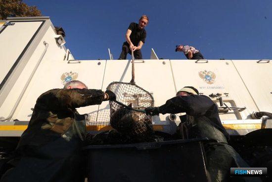 Главрыбвод поставил рекорд по выпускам Главрыбвод поставил рекорд по выпускам